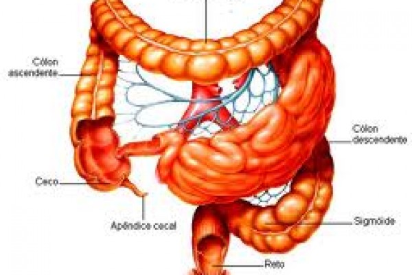intestinogrosso.jpg