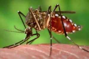 Manhuaçu: Município apresenta índice de baixa infestação de transmissor da Dengue. Com a chuva alerta continua