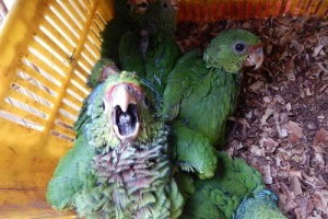 Mutum: Aves em extinção são apreendidas na zona rural. Acusado foragido