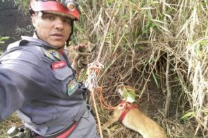 Cão é resgatado pelos bombeiros de Manhuaçu