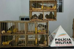 PM prende vendedores de pássaros em Simonésia