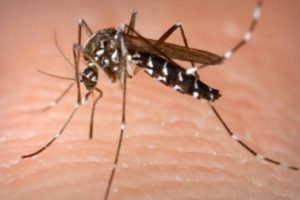Aplicação de inseticida contra o mosquito Aedes continua na cidade