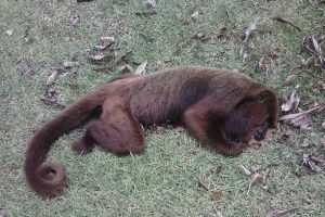 Encontrados macacos mortos na região de Simonésia, Mantimento e Santana do Manhuaçu