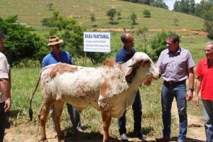 Melhoramento genético das Fazendas do BASA é alternativa econômica para o município de Carangola
