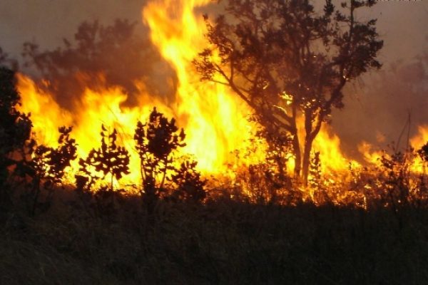 queimadas-em-florestas-1.jpg