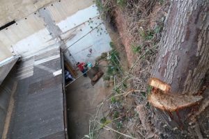 Bombeiros cortam árvore que causava risco em Manhuaçu