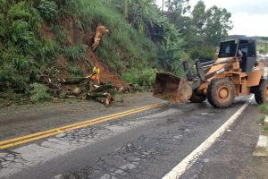 Manhuaçu: Defesa Civil corta árvore às margens da BR-262
