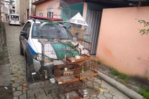 Região: PM apreende 81 pássaros e prende nove pessoas