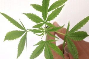 Canadá é o primeiro país do mundo a legalizar nacionalmente o uso da maconha