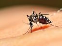 Manhuaçu ultrapassa os 3 mil casos de Dengue em 2024