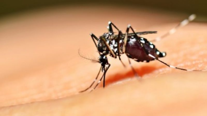Manhuaçu ultrapassa os 3 mil casos de Dengue em 2024