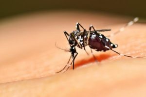 Vida e Saúde: Conheça os tipos de dengue