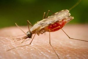 Espírito Santo tem 112 casos confirmados de malária