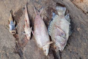 Milhares de peixes encontrados mortos na região de Ipanema