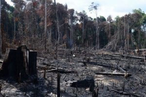 Desmatamento é principal preocupação do brasileiro, revela pesquisa