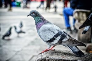 “Doença do pombo” é grave e pode levar à morte