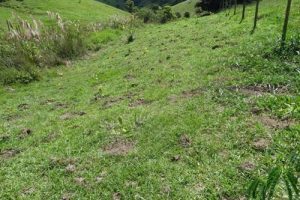 Manhuaçu: SAAE continua programa de reflorestamento de nascentes