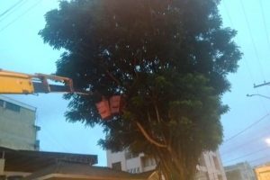 Manhuaçu: Poda de árvore no centro reduz riscos em temporais
