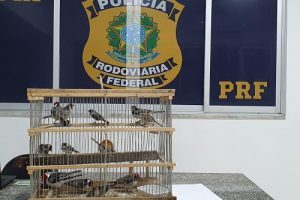 Pássaros apreendidos e homem preso em Realeza pela PRF
