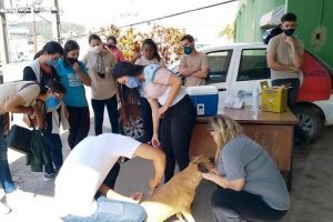 Manhuaçu: Campanha de vacinação contra a raiva atinge meta no município