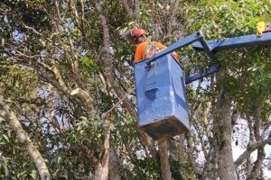 Iniciada poda de árvores em Manhuaçu