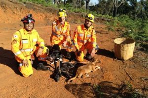 Cães são resgatados em pedreira da região