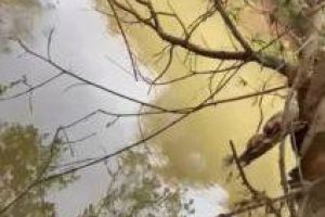 Corpo é encontrado preso a galho de árvore em Santana do Manhuaçu
