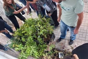 Manhuaçu: Dia da Árvore é comemorado com distribuição de mudas