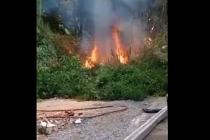Fogo em bambuzal causa susto no bairro Bom Jardim